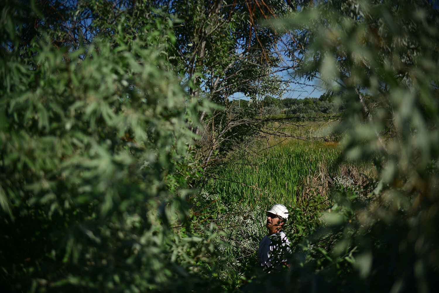 Zach Byram, the Clear Creek Conservation District Manager looks up at a shrub